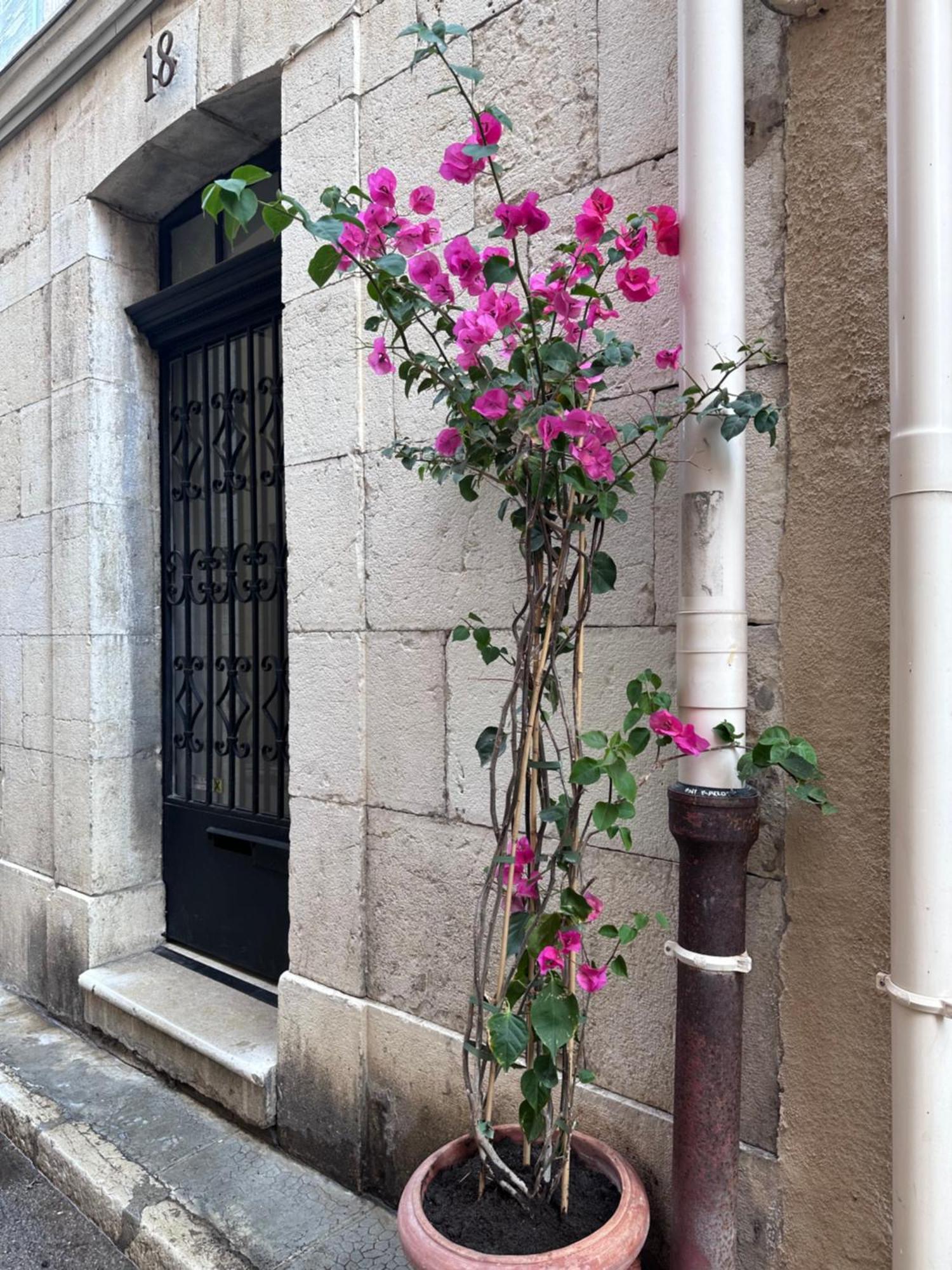 L Appartement De Manon, Centre Historique Du Vieil Antibes Kültér fotó